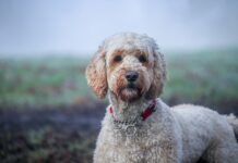 Find hunde til salg på dyreportal.dk Labradoodle