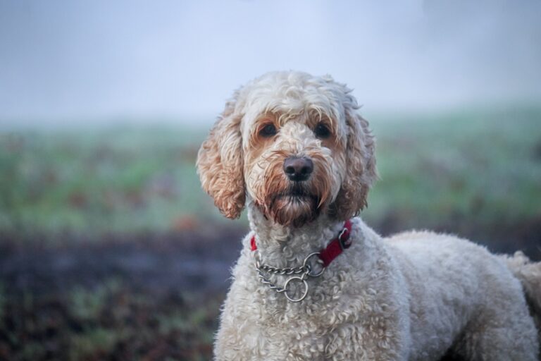 Labradoodle