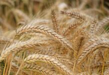 Upcycled Grains: Sustainable Cooking with Repurposed Ingredients