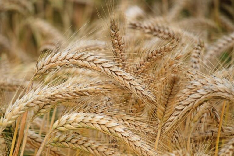 Upcycled Grains: Sustainable Cooking with Repurposed Ingredients